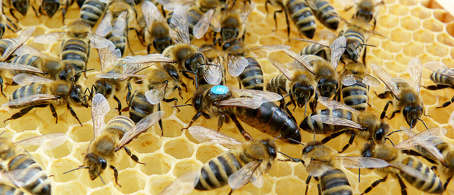 Bienenköniginnen aus Würzburg können beim Kampf gegen die Varroamilbe helfen. Ein Exemplar der  Bienenstation der Universität ist hier in der Bildmitt zu sehen.