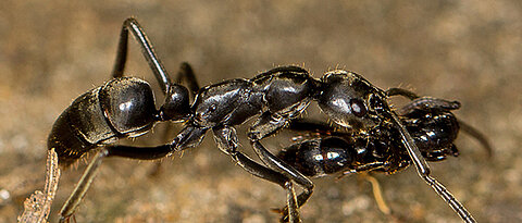 Eine Matabele-Ameise trägt eine verletzte Artgenossin nach einem Raubzug zurück ins Nest. (Foto: Erik Frank)