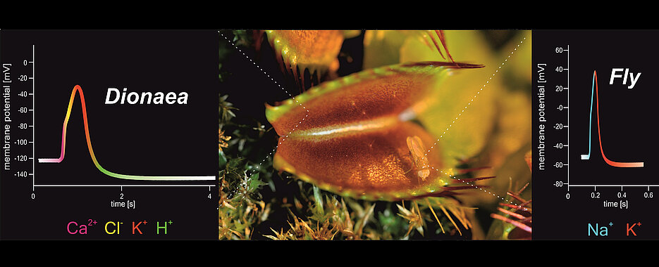 A Venus flytrap with its prey (center): When the fly comes close to the sensory hairs, an action potential (AP) is triggered in the Venus flytrap (left). Compared to the animal AP of the fly (right), distinctly different ion fluxes are involved in the different APs. (Image: Sönke Scherzer/Uni Würzburg)