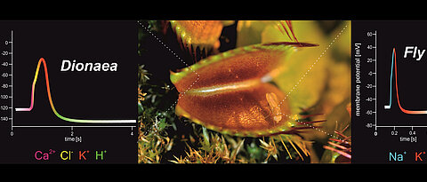 A Venus flytrap with its prey (center): When the fly comes close to the sensory hairs, an action potential (AP) is triggered in the Venus flytrap (left). Compared to the animal AP of the fly (right), distinctly different ion fluxes are involved in the different APs. (Image: Sönke Scherzer/Uni Würzburg)