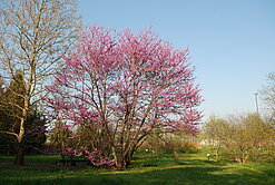 Cercis canadensis