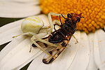 Lauerjäger wie die Veränderliche Krabbenspinne (Misumena vatia) sind auf Blüten zur Tarnung angewiesen. (Foto: Louis Puille)