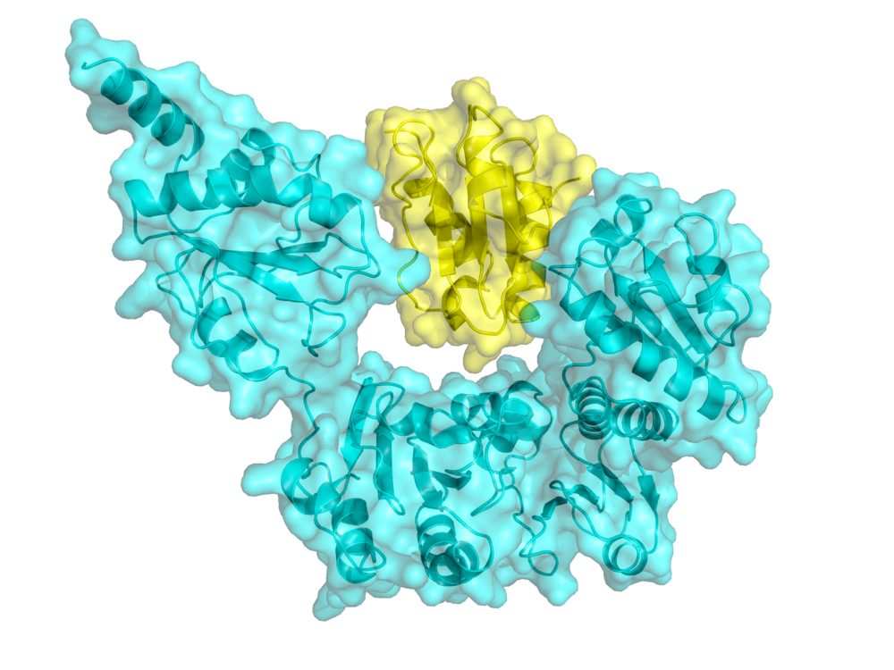 Eine aus Röntgenbeugungsbildern ermittelte Struktur eines Proteins. Man sieht die Oberfläche des Proteins und im Inneren das Band der miteinander verbundenen Aminosäuren, das von alpha- Helices und beta- Faltblättern durchsetzt ist. Die Abbildung zeig