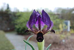 Iris paradoxa