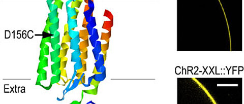 (A) Gezeigt ist die Struktur eines Channelrhodopsin-Ionenkanals relativ zum Intra- und Extrazellularraum. In der neuen Channelrhodopsin-Mutante (ChR2-XXL) ist an Stelle einer Asparaginsäure an Position 156 (Pfeil) ein Cystein (D156C). (B) Die deutlich ve
