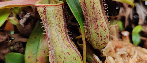 Nephentes gracilis nutzt ihre Kannen, um Insekten zu fangen. Die Art kommt in Südostasien vor.