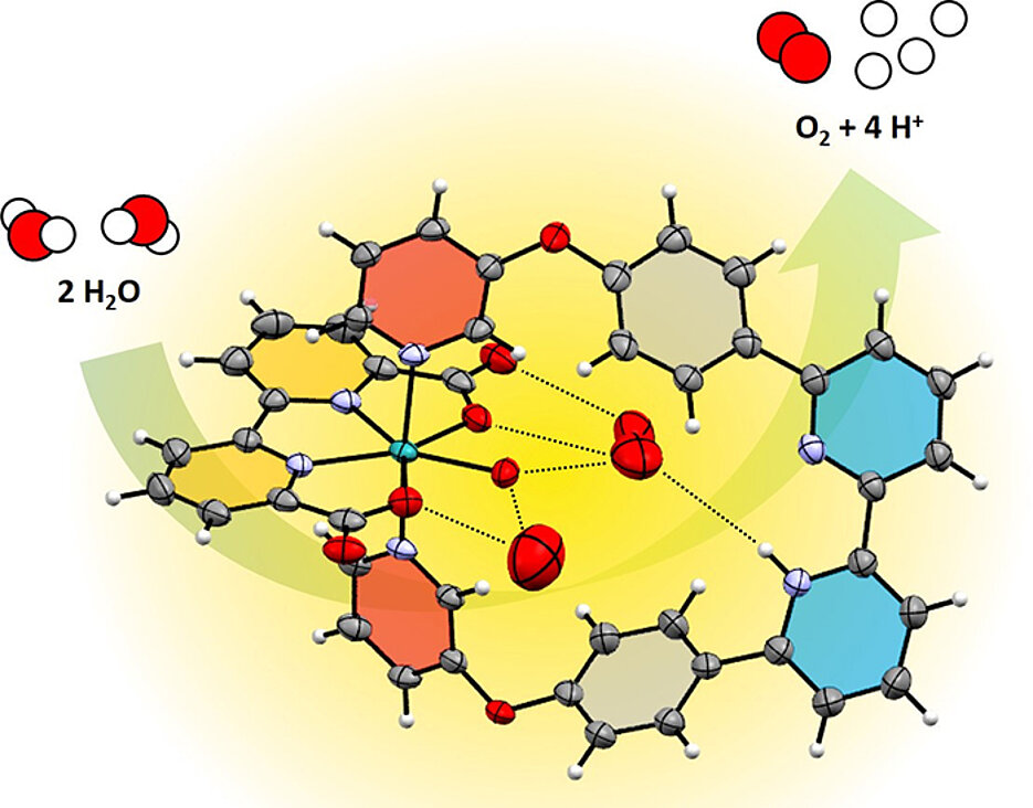 Enzym-ähnliche Wasserorganisation vor einem Ruthenium-Wasseroxidations-Katalysator.