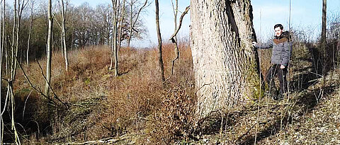 Ein Praktikant des Universitätsforstamtes steht an einem sehr alten Baum im Wald. (Foto: Universitätsforstamt)