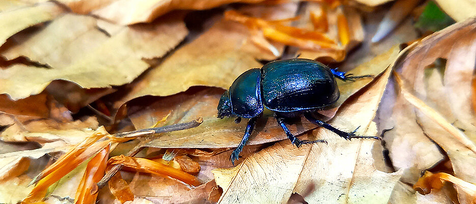 The forest dung beetle Anoplotrupes stercorosus acts as the 'health police' in the forest. It buries the feces of other animals, thereby inhibiting the spread of parasites and bringing nutrients into the forest soil.