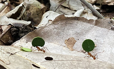 Ameisen tragen ihre „Beutestücke“ zurück ins Nest.