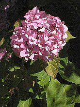 Hydrangea macrophylla (Thunb.)Ser. cv. 'Otaksa'