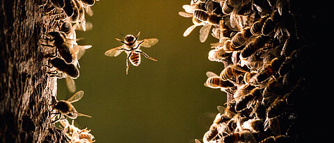 Eine Sammelbiene früh am Morgen beim Anflug auf die Baumhöhle. Ausschnitt vom Titelfoto des neuen Buchs über wilde Honigbienen.