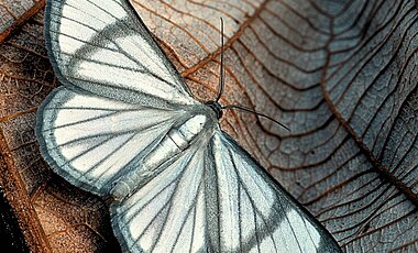 : Eine wahrscheinlich unbeschriebene Mottenart (Perigramma sp. aus der Familie der Geometridae), welche vom Amazonas-Tiefland bis in mittleren Höhenlagen in den östlichen Anden zu finden ist.
