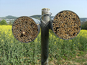 Die verwendeten Nisthilfen bestehen aus Bündeln kurzer Schilfhalme, in denen die Insekten ihre Eier ablegen können. (Foto: Verena Rieding)