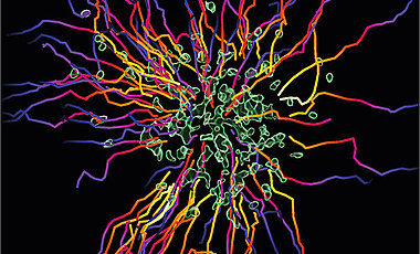 Neutrophils (green) form cell swarms and accumulate at tissue sites where they need to contain damaged cells or invading microbes. Multicolored trajectories of neutrophil migration paths are displayed.