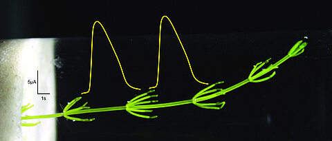 quer: Die Alge Chara nutzt elektrische Potentiale, um in ihrem Körper Signale über längere Strecken (mehrere Zentimeter) weiterzuleiten. Welche Ionenkanäle daran beteiligt sind, ist noch unbekannt. Bild um 90 Grad gekippt. (Bild: Nora Stingl, Rob Roelfsema, Anna Alova)