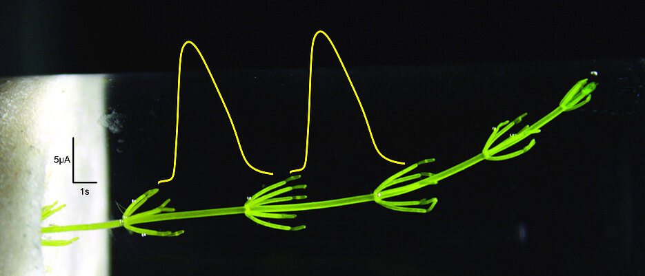 quer: Die Alge Chara nutzt elektrische Potentiale, um in ihrem Körper Signale über längere Strecken (mehrere Zentimeter) weiterzuleiten. Welche Ionenkanäle daran beteiligt sind, ist noch unbekannt. Bild um 90 Grad gekippt. (Bild: Nora Stingl, Rob Roelfsema, Anna Alova)