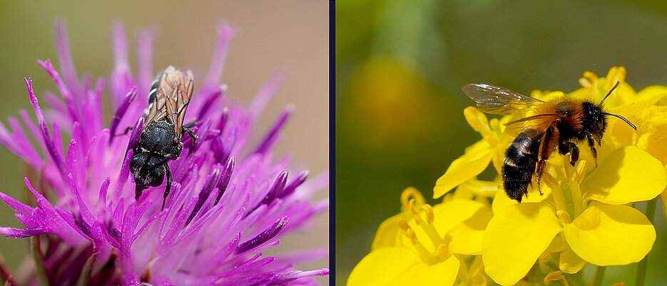 Zwei bedrohte Arten, die die Forschenden auf dem Hubland-Campus fanden (von links): Die Dunkle Zweizahnbiene (Aglaoapis tridentata) und die Steinkraut-Sandbiene (Andrena tscheki).