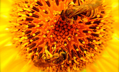 Wild- und Honigbienen auf einer Blüte. (Foto: Giovanni Tamburini)