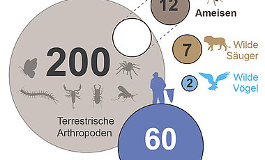 Die Grafik zeigt das Verhältnis der Biomasse von Ameisen zu anderen Lebewesen.