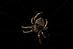 Netzbauende Spinnen wie die Gehörnte Kreuzspinne (Araneus angulatus) benötigen Äste und Zweige, um dazwischen ihr Netz zu verankern.  (Foto: Louis Puille)