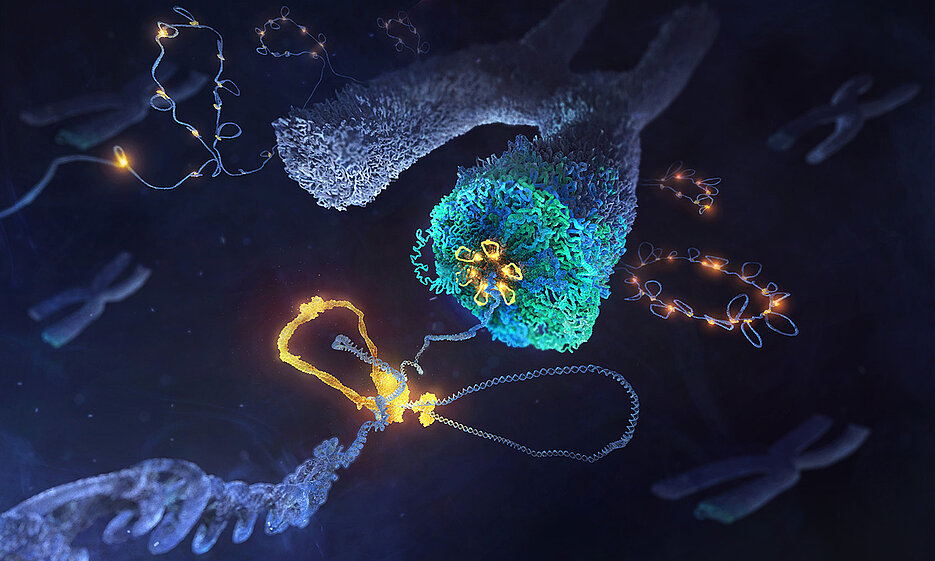 Artist's representation of how the condensin complex (yellow) creates DNA loops (blue) to form X-shaped chromosomes during cell division.