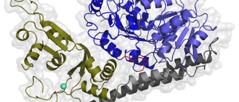 Picture of a crystal structure of the human RecQ4 Helicase