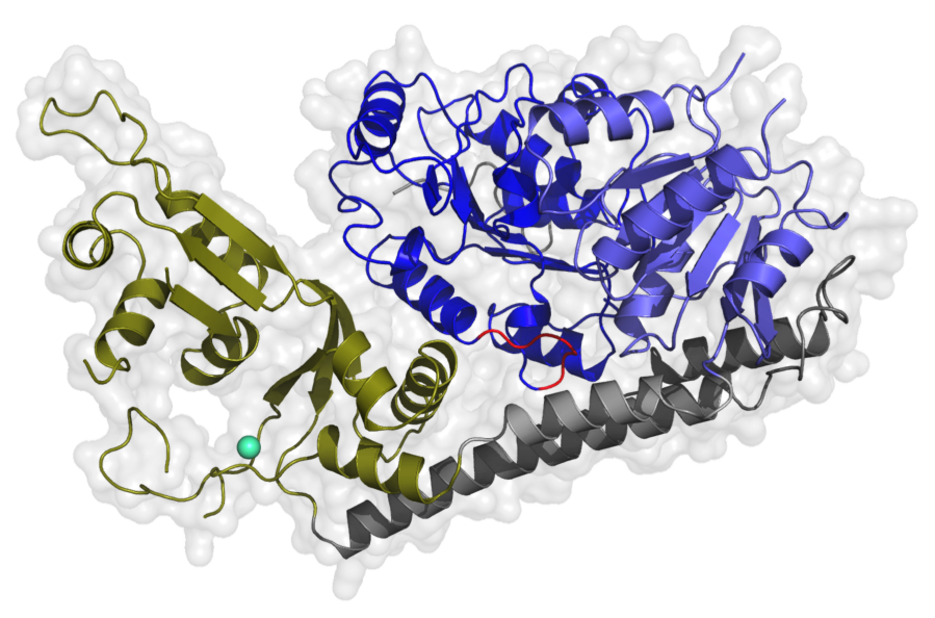 Kristallstruktur der humanen RecQ4 Helikase