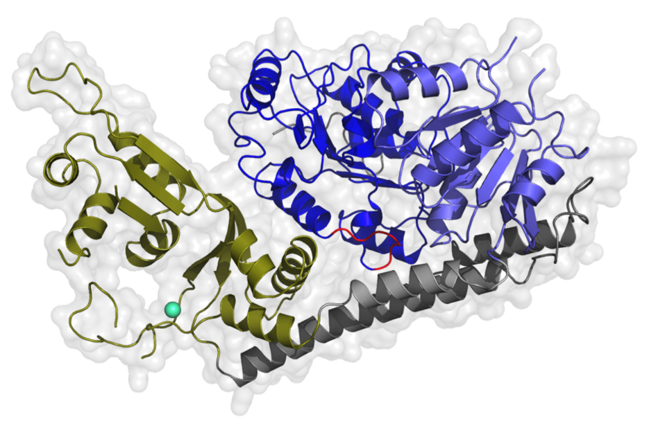 Picture of a crystal structure of the human RecQ4 Helicase