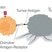 Durch einen Chimären Antigen-Rezeptor können T-Zellen Tumorzellen erkennen und zerstören. 