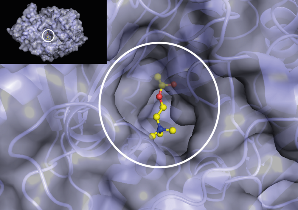Screenshot der Darstellung molekularer Strukturen.