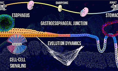 Grafische Darstellung der Entwicklung der gastroösophagealen Verbindung. Sie zeigt den Übergang vom Embryonalstadium zum Erwachsenenalter, die Speiseröhre und den Magen. Hervorgehoben sind die Signalübertragung und die evolutionäre Dynamik. Rot sind die kolumnaren Epithelzellen der Speiseröhre gekennzeichnet, grün die geschichteten Plattenepithelzllen des Magens von Organoiden. (Bild: Chumduri Lab)