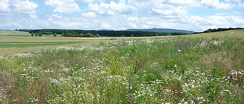 To determine the species on the flowering fields, apart from other traps types, these tent traps were used to catch flying insects.