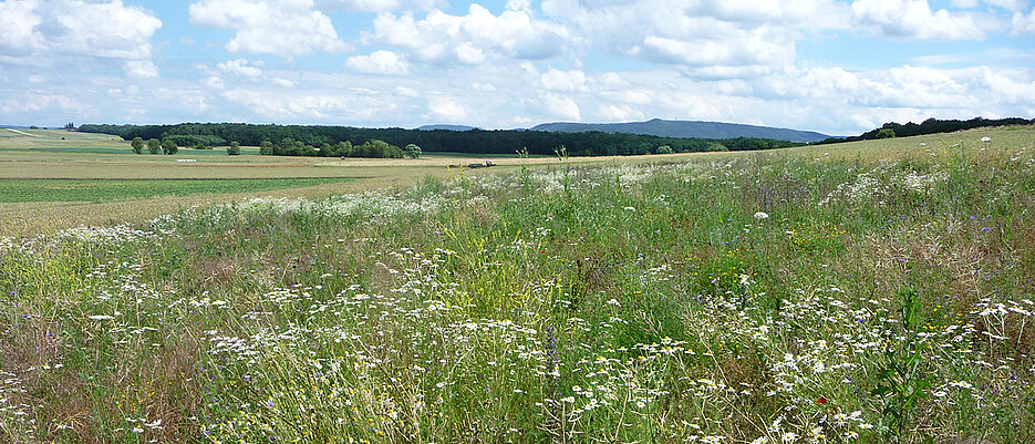 To determine the species on the flowering fields, apart from other traps types, these tent traps were used to catch flying insects.