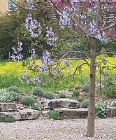 Paulownia tomentosa