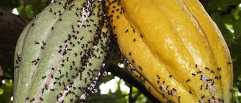 Dolichoderus-Ameisen mit Schmierläusen (Pseudococcus) auf einer Kakaofrucht