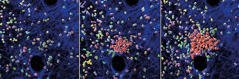 Einzelne Neutrophile ziehen weitere Zellen an, um die Bildung eines Schwarms und Clusters zu initiieren. Die Abbildungen zeigen verschiedene Zeitpunkte einer 30-minütigen Zeitsequenz. Dargestellt sind Neutrophile (mehrfarbig), Neutrophilen-Cluster (rot) und strukturelle Komponenten der Mäusehaut (blau).