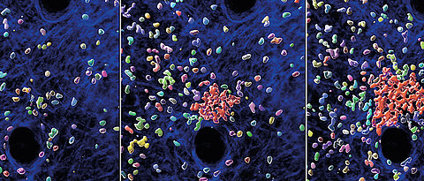 Einzelne Neutrophile ziehen weitere Zellen an, um die Bildung eines Schwarms und Clusters zu initiieren. Die Abbildungen zeigen verschiedene Zeitpunkte einer 30-minütigen Zeitsequenz. Dargestellt sind Neutrophile (mehrfarbig), Neutrophilen-Cluster (rot) und strukturelle Komponenten der Mäusehaut (blau).