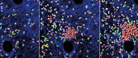 Individual neutrophils attract more cells to initiate the formation of a neutrophil swarm and cluster in living mouse tissue. Snapshots of a 30 minutes time sequence are shown. Individual neutrophils (multicolored), neutrophil clusters (red) and structural components of the mouse skin (blue) are displayed.