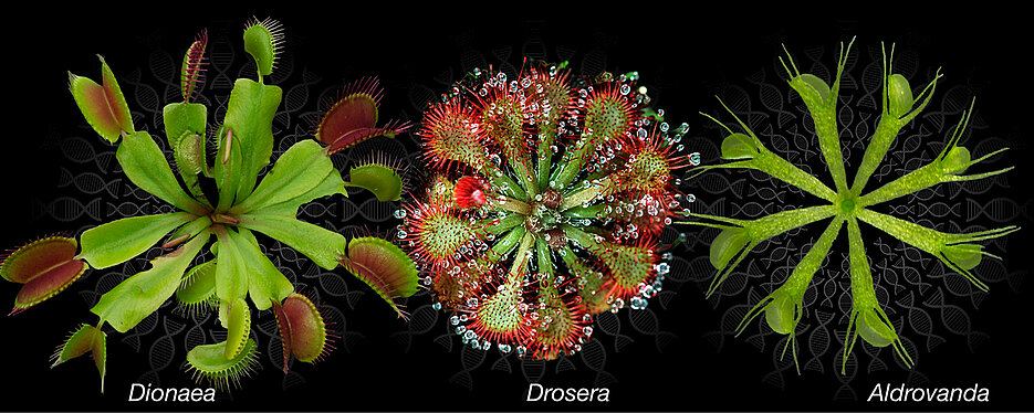 Photographies of the carnivorous plants Venus flytrap, spoon-leaved sundew and waterwheel.