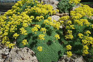 Draba mollissima - Kaukasus (Foto: BGW)