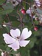 Rosa multiflora Thunb. (Blüte)