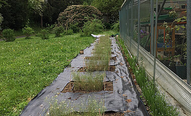 Die Versuchsflächen im Botanischen Garten der Universität Würzburg. 
