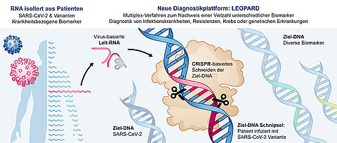 Die neue Testplattform LEOPARD kann potenziell eine Vielzahl an krankheitsbezogenen Biomarkern in nur einem Test nachweisen.