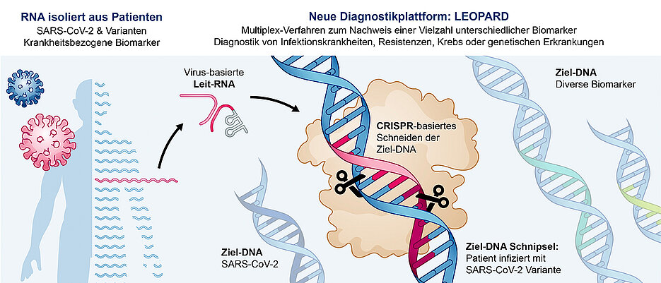 The novel platform LEOPARD has the potential to detect a variety of disease-related biomarkers in just one test. 