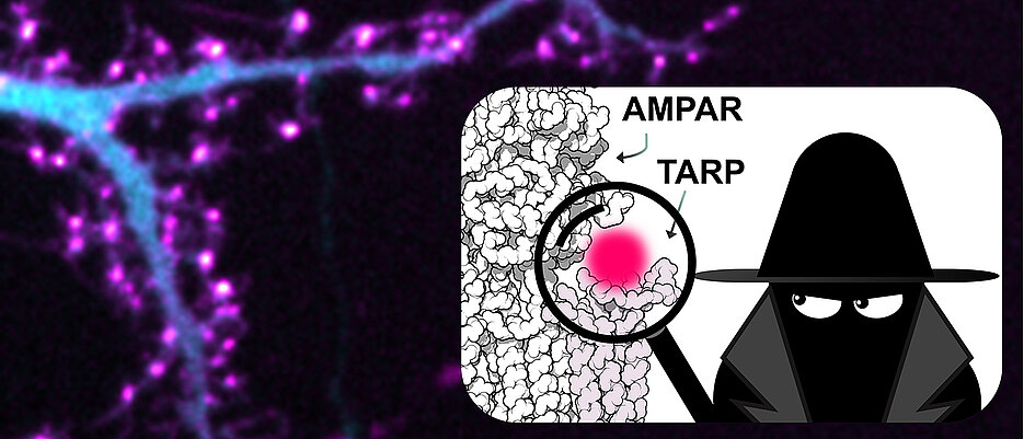 Forscherinnen und Forscher können nun die Interaktionen von schwierig zu markierenden Proteinen mit bisher unerreichter Präzision untersuchen. Fluoreszenzbild von lebenden Neuronen, die ein fluoreszierendes Protein (Cyan) und ein über Click-Chemie-markiertes Hilfsprotein TARP (Magenta) co-exprimieren.