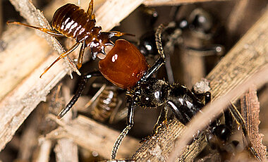 Jagd auf Termiten: Eine Matabele-Ameise (rechts) kämpft verbissen gegen einen Termitensoldaten der Gattung Pseudocanthotermes sp. (Foto: Erik Frank)