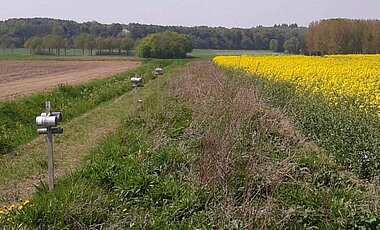 Am Rand von Agrarflächen angebrachte Nisthilfen können helfen, die Zahl nützlicher Wildbienen auf den Feldern deutlich zu erhöhen. (Foto: Jeroen Scheper)