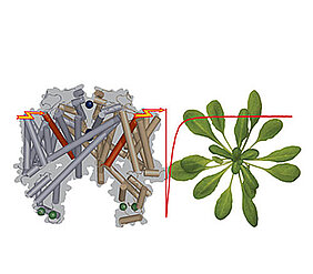 The functional potassium channel TPC1 consists of two identical subunits (left in the picture).