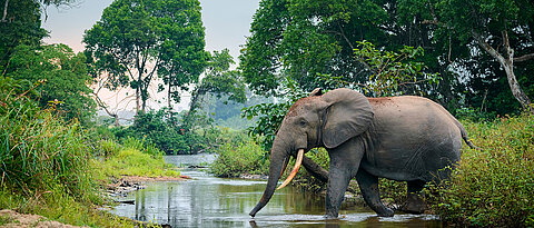 In addition to thousands of animal species, millions of people also live in the Congo Basin. Climate change is threatening living conditions there.